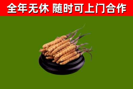 太康县回收散虫草
