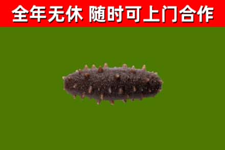 太康县回收海参干